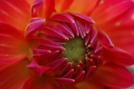 Dahlia "Winsome" - up close