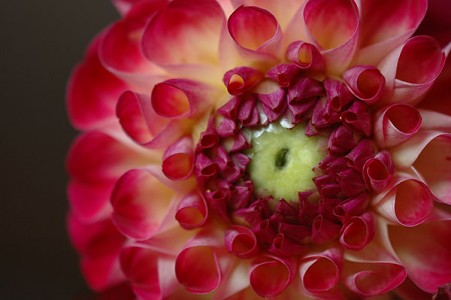 Dahlia "Kaiser Wilhelm"