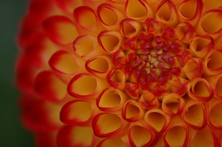 Dahlia "Little Beeswings"