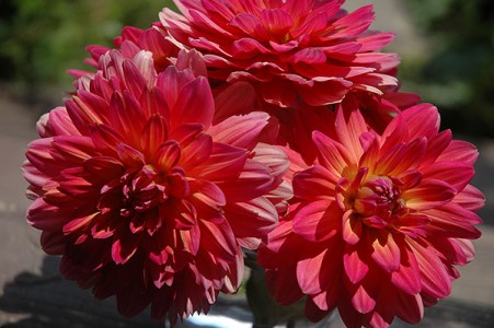 Dahlia "Winsome"