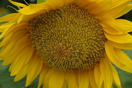 Pro Cut Yellow Lite