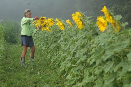 Sunflower Harvesting