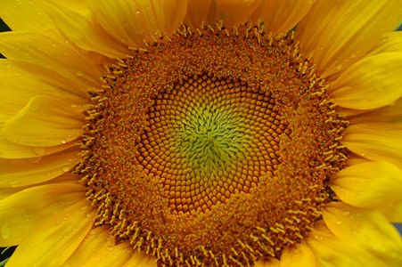 Sunrich Gold