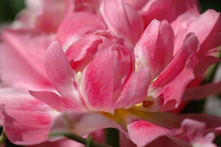 Tulip Peach Blossom