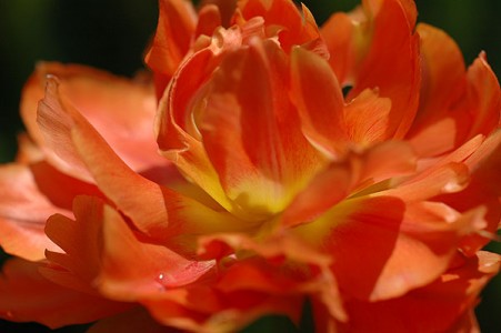 Tulip "Willem Van Oranje"