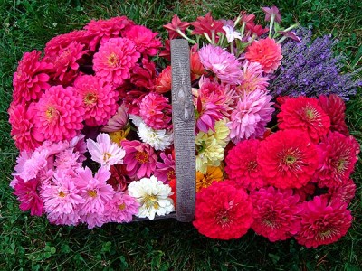 Zinnia "Benary's Giant Wine" et al