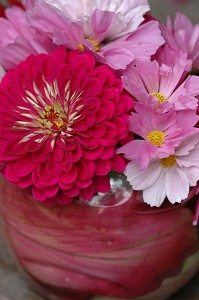 Zinnia "Uproar Rose" & Cosmos