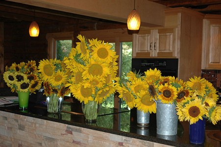 Sunflowers 1