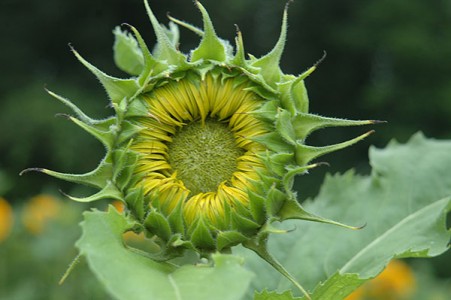 Sunflowers 2