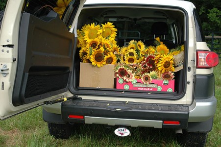 Sunflowers 3