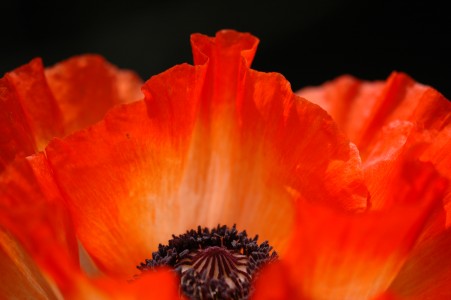 Poppies 2009 021