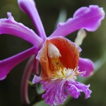 South American Flower